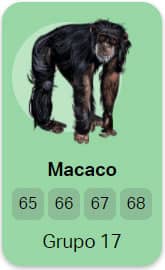 Macaco - Grupo 17 do Jogo do Bicho